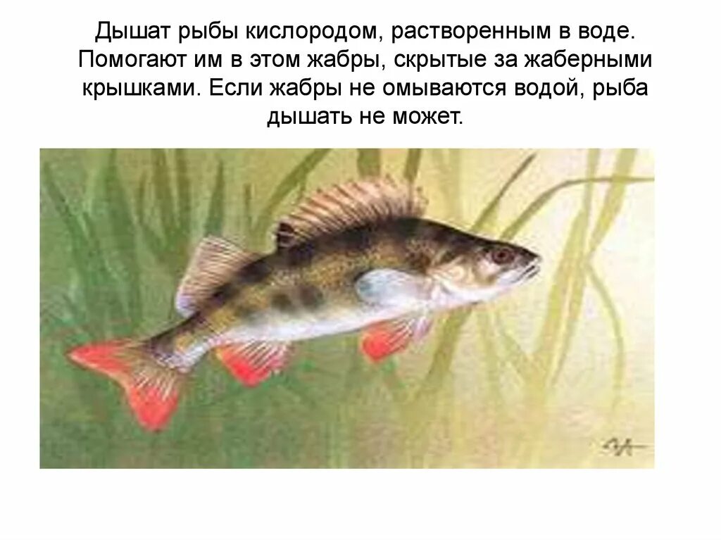 Рыба дышит. Чем и как дышат рыбы. Рыбы дышат в воде. Дышат рыбы кислородом. В воде.