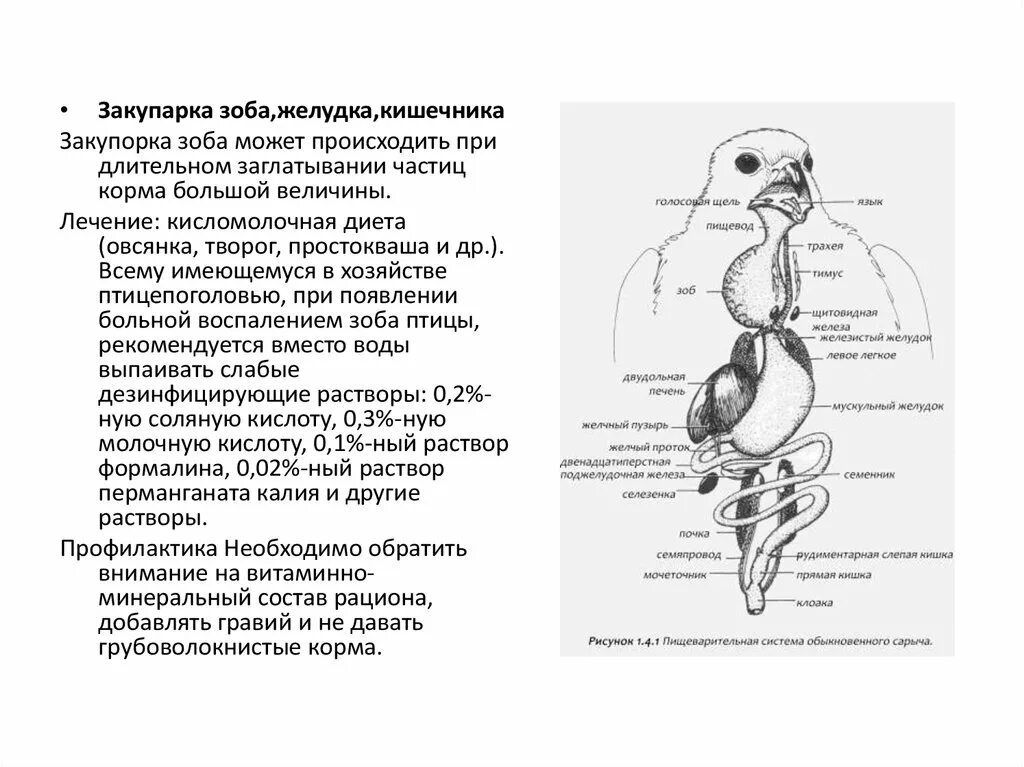 Желудок птиц. Схема пищеварительной системы птицы. Зоб и желудок птиц.