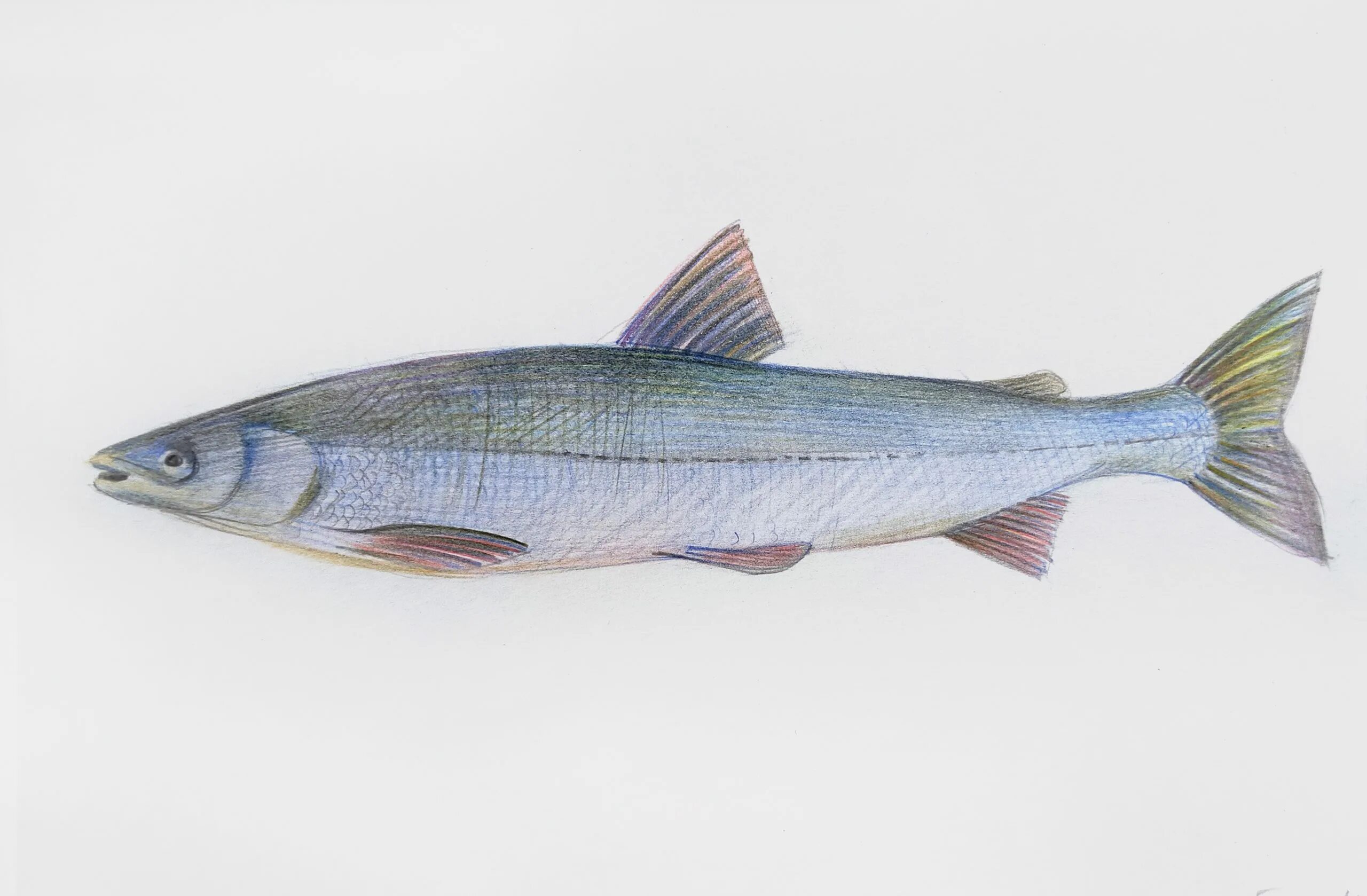 Омуль размеры. Сиг и омуль байкальский. Ленский омуль. Байкальский омуль хрящевая или костная рыба. Омуль байкальский окружающий мир.