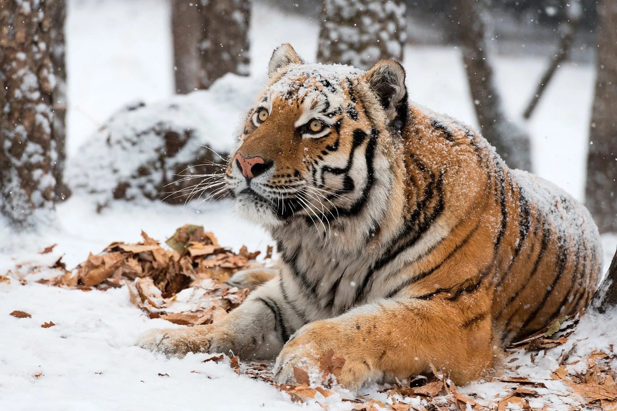 амурский тигр. уссурийский (амурский) тигр уссурийский (амурский) тигр. амурский (уссурийский) тигр. тигры на дальнем востоке. тигр дальневосточный амурский.