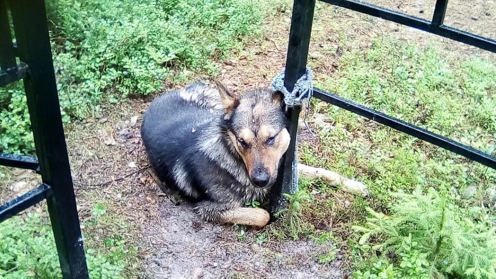 Собака на привязи у магазина. Собака которую привязали к дрону. Собака привязана к человеку. Собака привязана к человеку. Собака привязана к человеку.