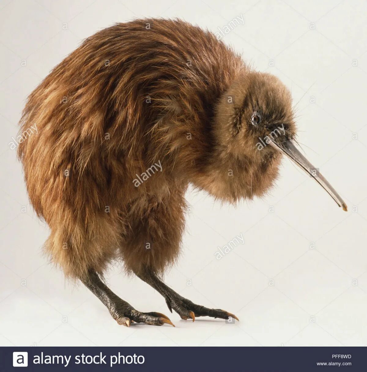 Остров киви. Киви птица. Птица киви птенец. Птица киви в Австралии. Apteryx haastii.
