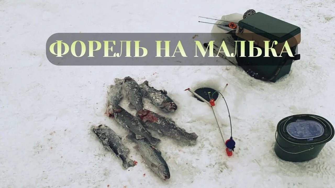 Лов на дне. Форель клюет на мотыля зимой. Ведро форели зимой наловить.