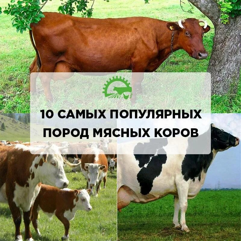 Породы КРС. Молочные коровы. Породы молочных коров. Коровы молочного направления. Какие молочные породы