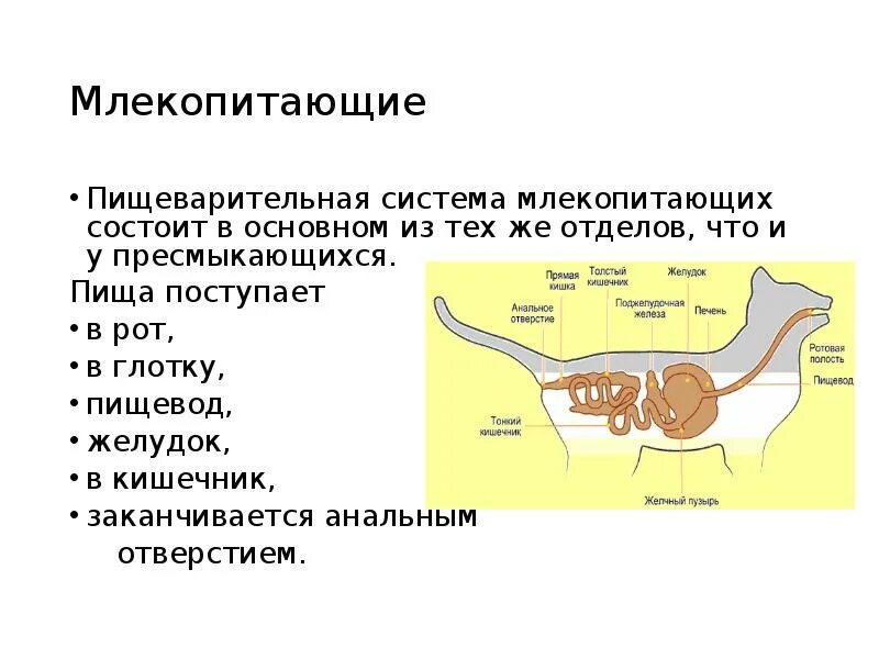 Последовательность процессов пищеварения у млекопитающих. Строение нервной системы млекопитающих. Нервная система млекопитающих схема. Схемы строения пищеварительной системы млекопитающих кролика. Кишечник млекопитающих состоит из.