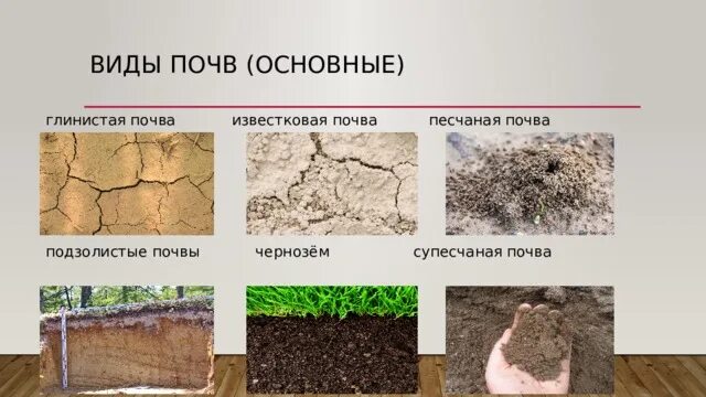 Перечисли виды почв. Песчаные глинистые перегнойные суглинистые торфяные солонцевые. известняковая почва. супесчаная почва. известняково-мергелевые почвы.