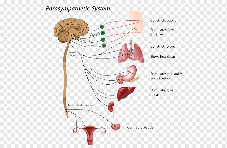 Парасимпатическая слюна. Нервная система. Вегетативная нервная система. Симпатическая и парасимпатическая нервная система. Вагус система парасимпатическая нервная.