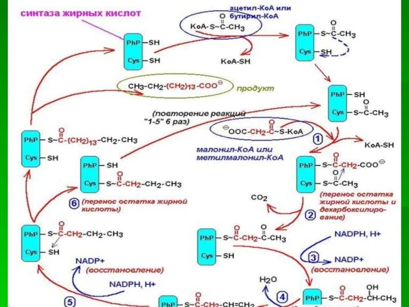 Синтез вжк. Биосинтез высших жирных кислот 2 этап. Синтез жирных кислот из ацетил КОА реакции. Синтез высших жирных кислот схема. Синтез ВЖК схема.