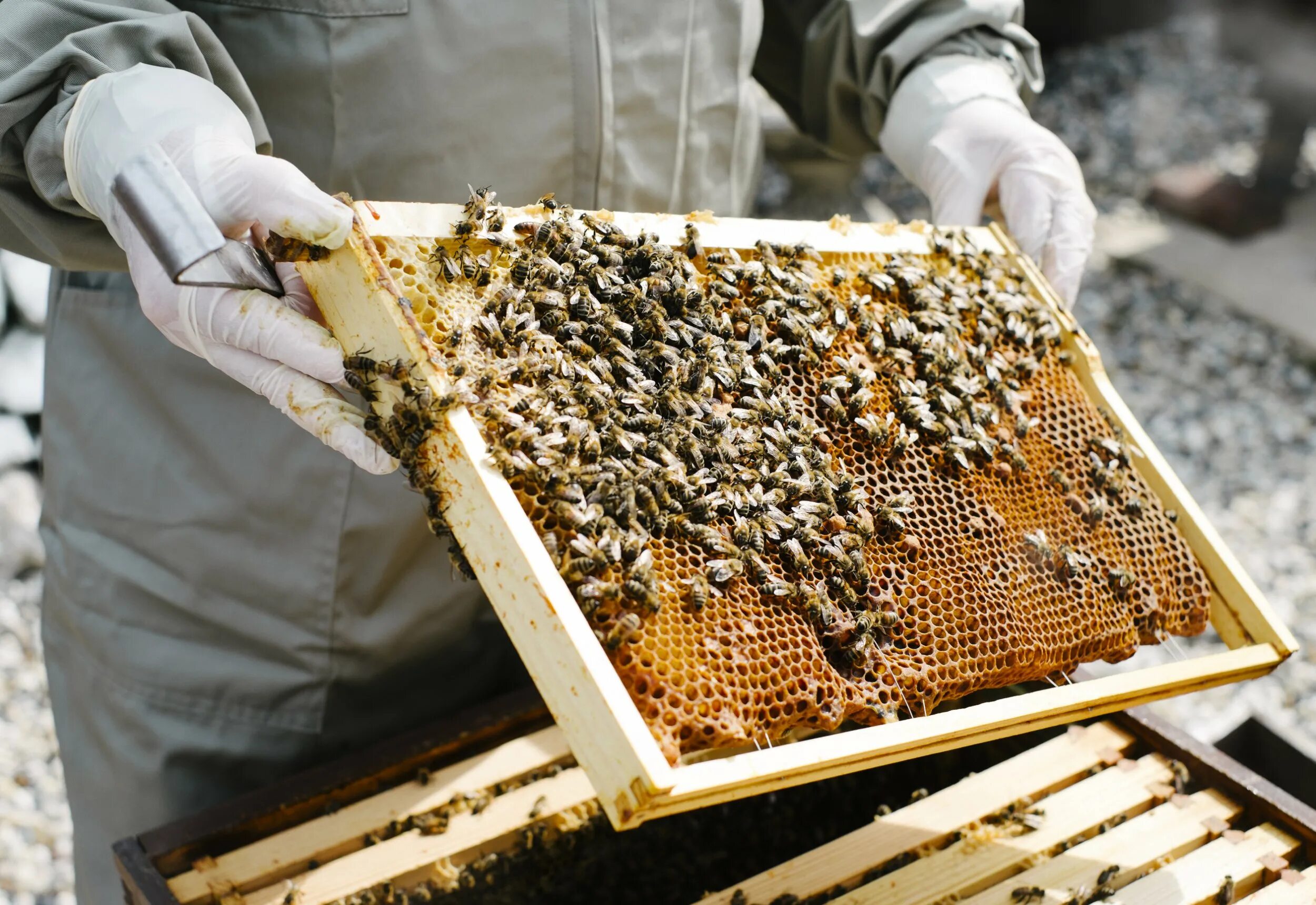 Купить семью пчел. Пчелы пасека. Пчелиный улей. Улей с медом. Ульи на пасеке.