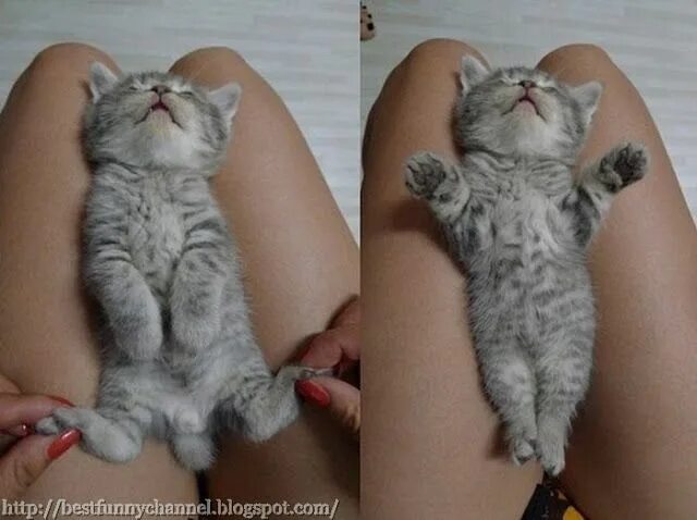 Девушка с котом на руках и голой киской между ног фото