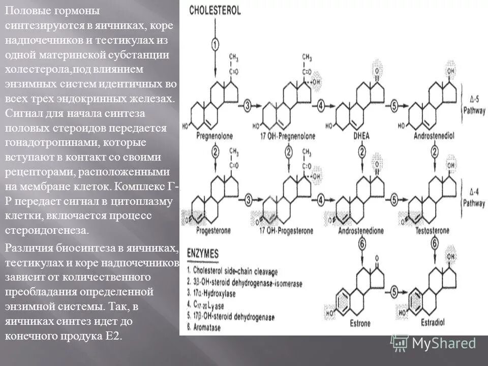 схема синтеза стероидных гормонов из холестерола. синтез гормонов пептидной природы. синтез гормонов транспорт гормонов. синтез белково пептидных гормонов. схема синтеза половых гормонов.