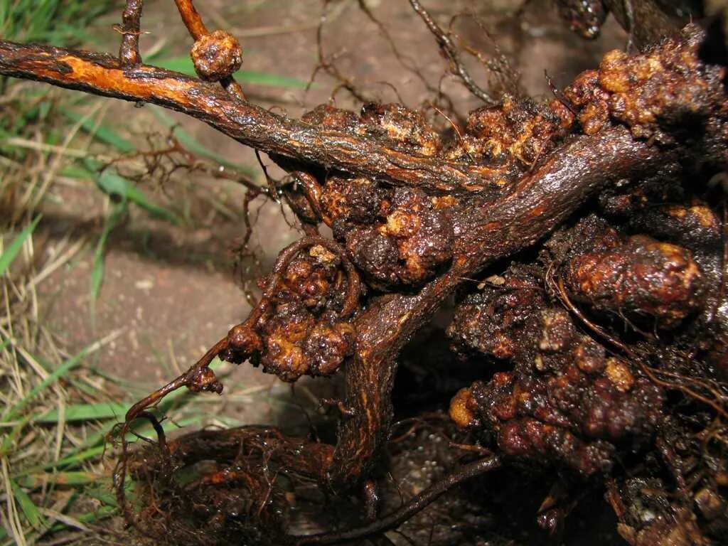 корончатый галл яблони. монилиоз малины. корончатый галл яблони. корневая фитофтора малины. горец змеиный корневища.
