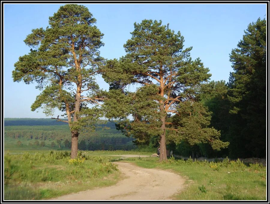 Стояли 3 сосны. Муромская дорога три сосны. Три сосны фото. Три сосны в михайловском. Стояли 3 сосны.