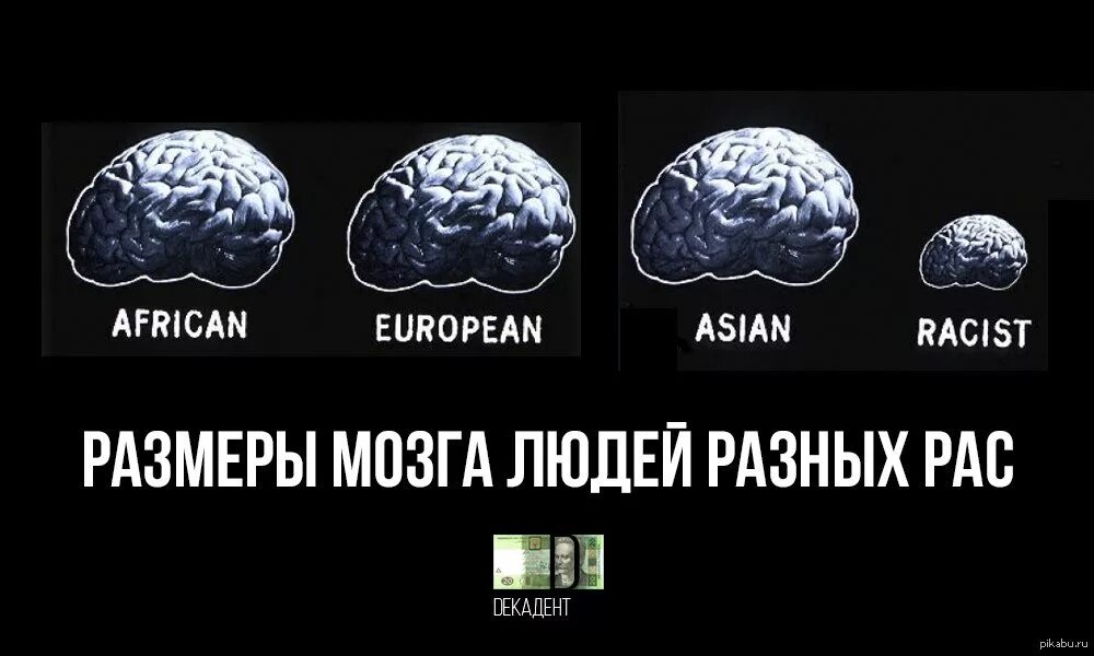 Относительные размеры мозга. Мозг разных рас. Размер мозга у разных рас. Объем мозга у разных рас. Размер мозга человека.