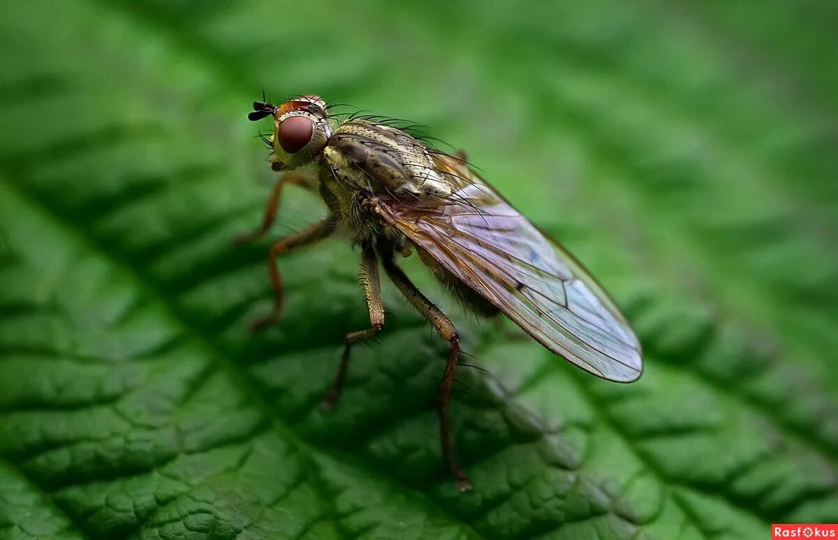 Муха цеце зеленая. Муха (musca domestica domestica). Синяя падальная муха. Муха (musca domestica domestica). Овод слепень муха муха цеце.