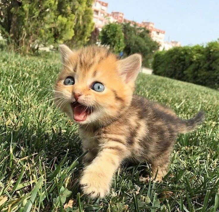 Маленький котенок. Смешные котята. Красивые котята. Очаровательные котята. Stupid little kitten