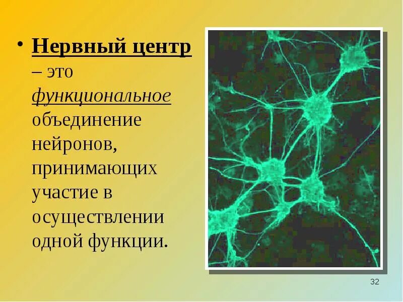 Возбудимостью и проводимостью нейрон. Нервный центр. понятие о нервном центре. нейроны нервного центра. нервный центр это физиология.