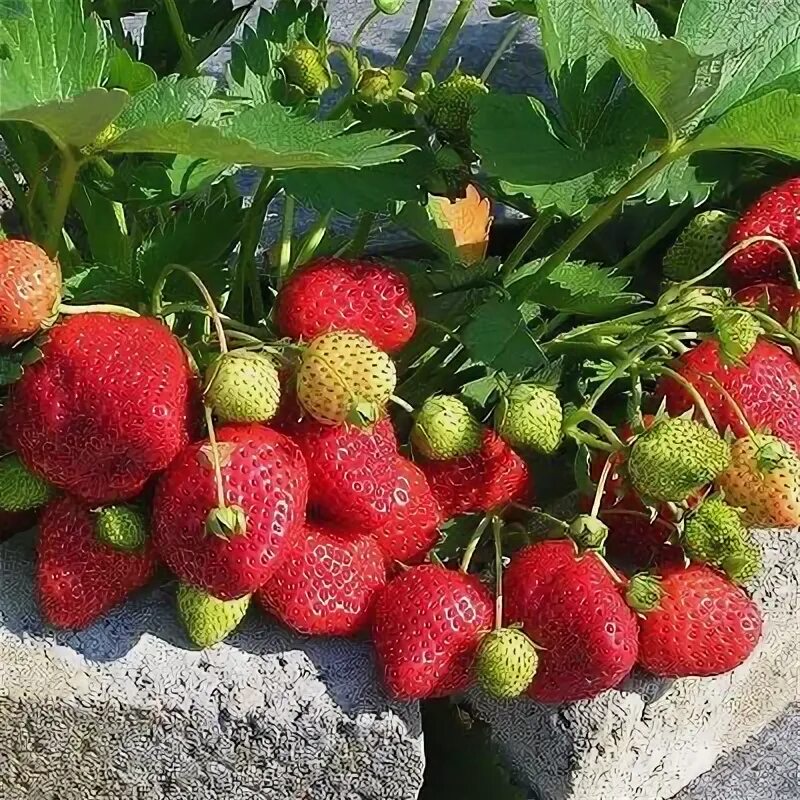 Земляника Королева Елизавета II. Фото с сайта fermers.ru Клубника, Растения, Пос