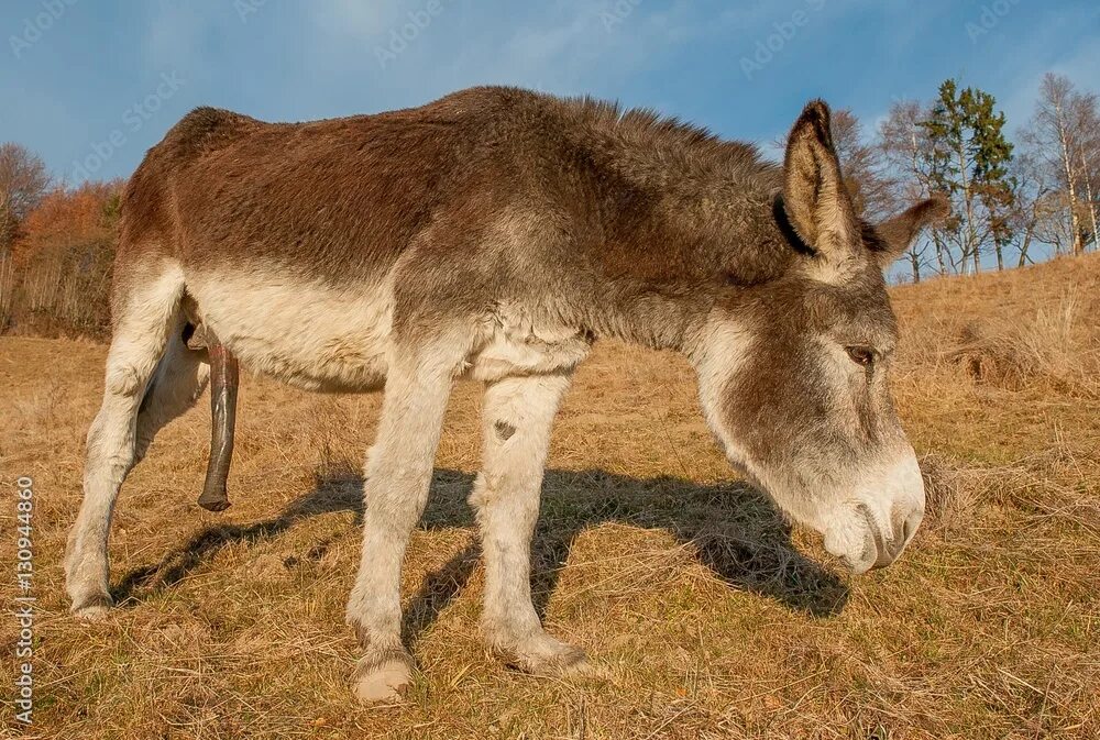 Ишак. Ишакбас. Ишакбас. Ишакбас. Осел.