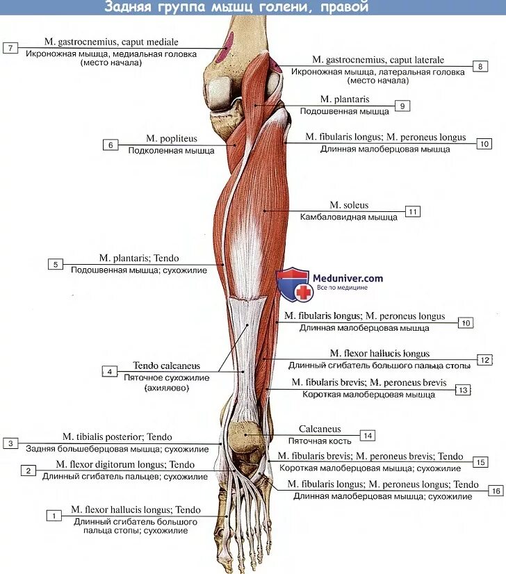 Длинный сгибатель стопы. Глубокий слой задней группы мышц голени. Медиальная головка икроножной мышцы латынь. Задняя большеберцовая мышца голени анатомия. Медиальная головка икроножной мышцы анатомия.