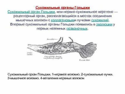 Сухожильные рецепторы являются