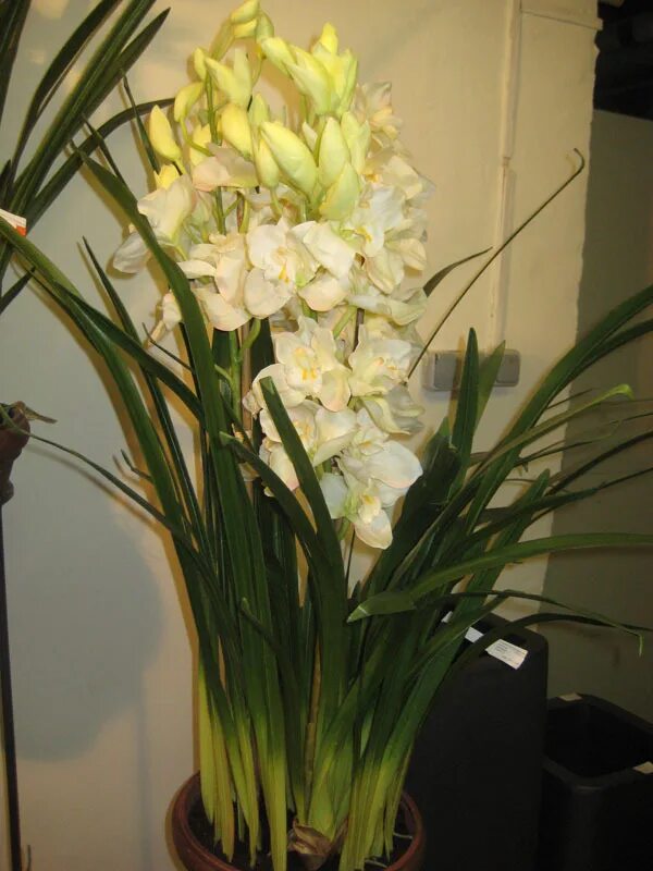 Цимбидиум как ухаживать. Орхидея Цимбидиум. Цимбидиум мелкоцветковый. Цимбидиум Трейси. Цимбидиум цветение.