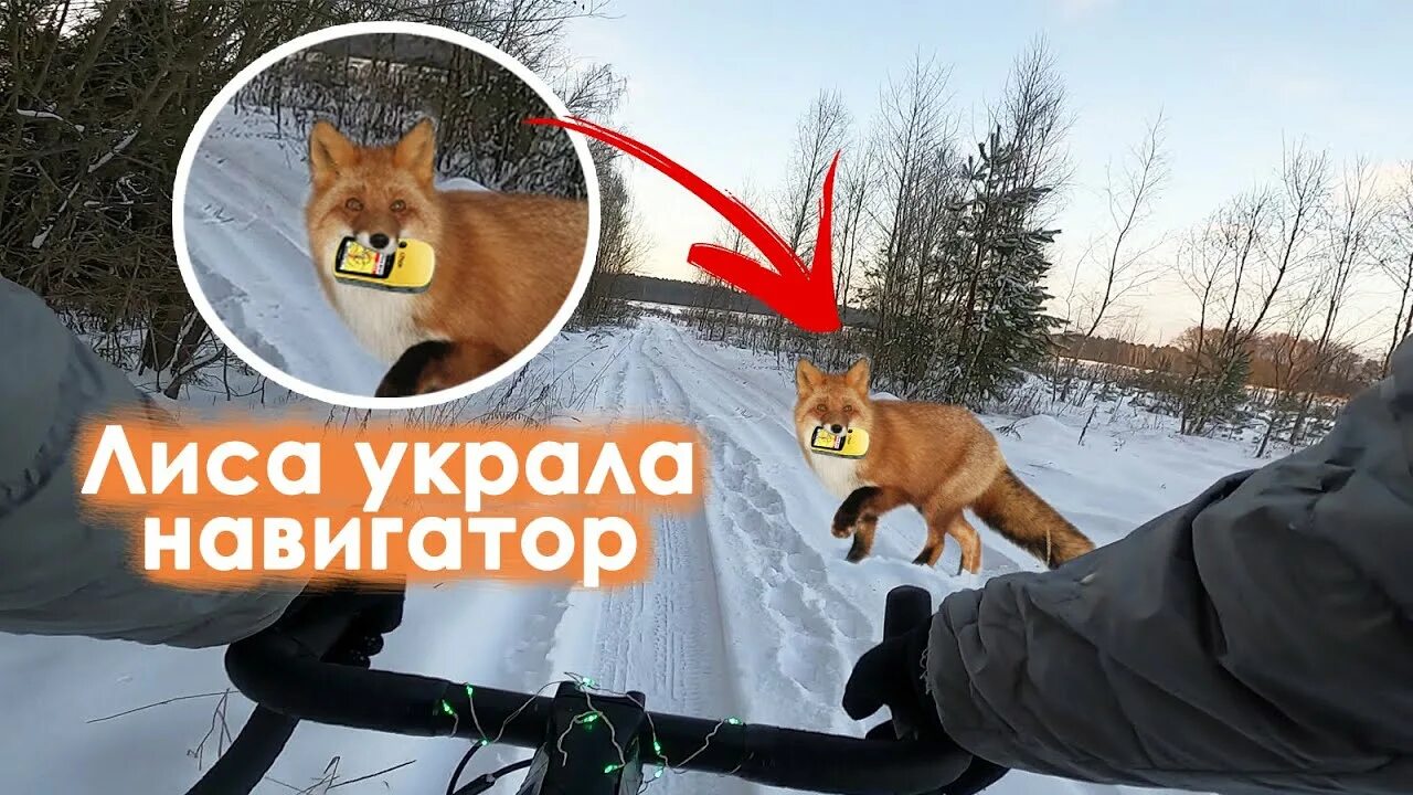 Лиса украла. Лиса украла мясо. Включи лиса украла. Лиса украла. Лиса украла девочку.