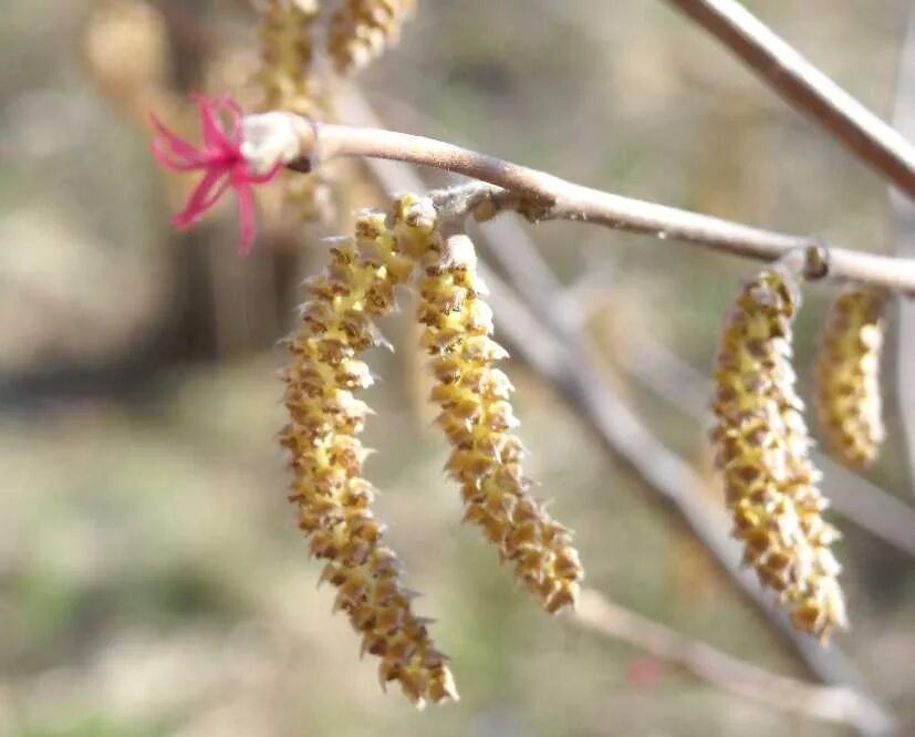 Цветет орешник лещина. Цветущая лещина. Орешник лещина цветы. Фундук (лещина обыкновенная) исаевский. Цветущая лещина.