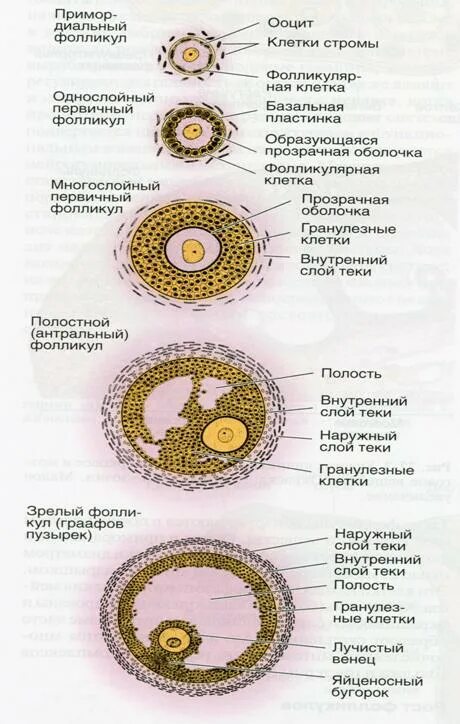 Сколько фолликулов у женщины. Строение доминантного фолликула. Этапы развития доминантного фолликула. Наружная оболочка фолликула. Диаметр фолликула.