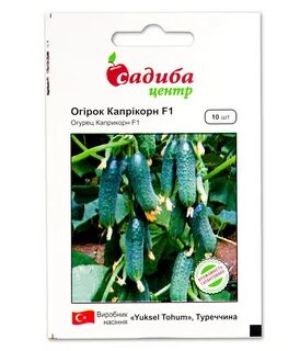 Огурцы сорт платоша