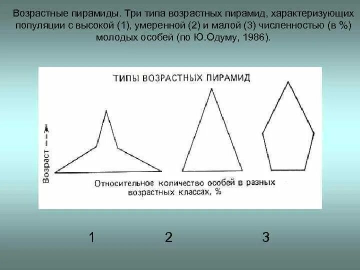 Возрастная пирамида популяции. Типы возрастных пирамид популяции. Типы возрастных пирамид. Возрастные пирамиды экология.