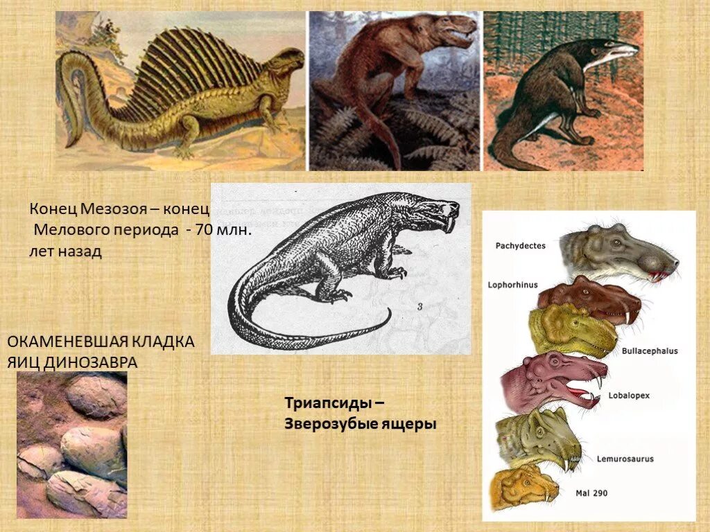 Предки млекопитающих зверозубые ящеры. Зверозубый ящер. Переходные формы между пресмыкающимися и млекопитающими. Переходные формы зверозубый ящер.