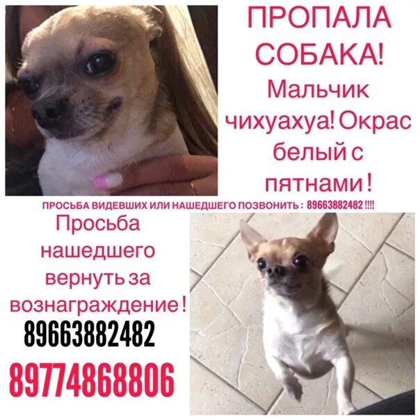 Потерялся чихуахуа. Пропала чихуахуа. пропала собака чихуахуа. потерялась собака чихуахуа. потерялась собака объявления.