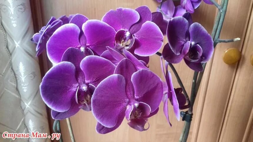Орхидея купить в оренбурге