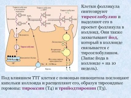 Тироксин йод фолликул секреторная