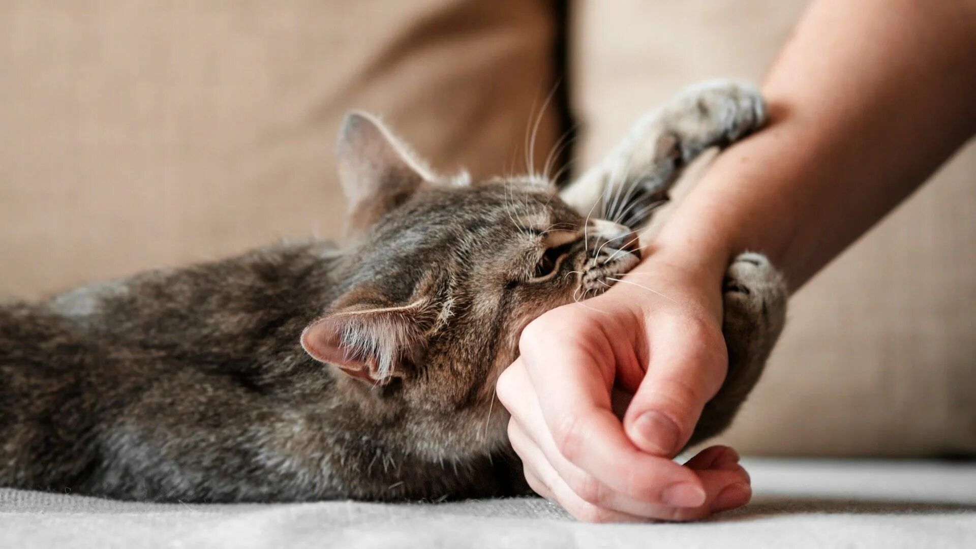 К чему снится кошка кусает за руку. Кошка царапается. Кот царапается и кусается. Рука и лапа кошки.