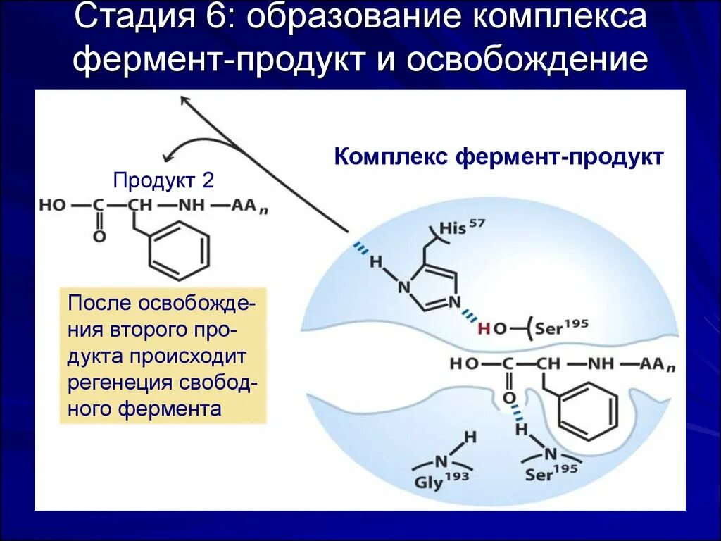 Ферменты формируются. Образование фермент продуктного комплекса. Комплекс ферментов. Комплекс - фермент продукт. Образование ферментов происходит.