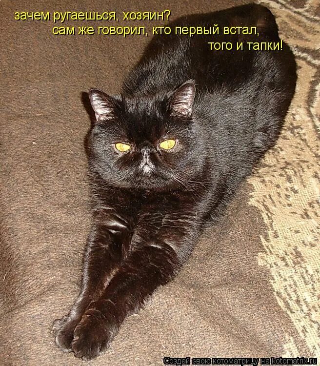 Давай поглажу. Мем гладь давай. Ура выходные. Не пущу картинка. Гладь давай.