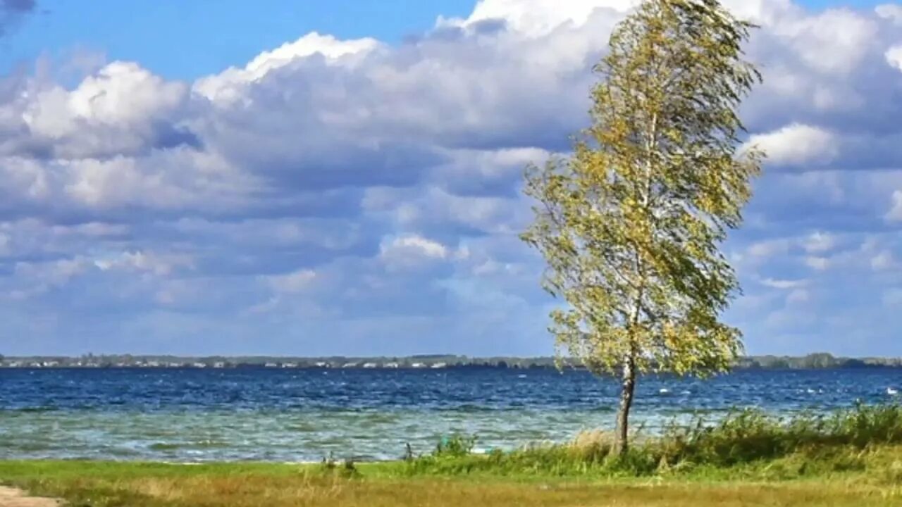 2 березы на холме. Сложное 2 Берёзки. Две Березки Агапова. Две берёзы в чистом поле.