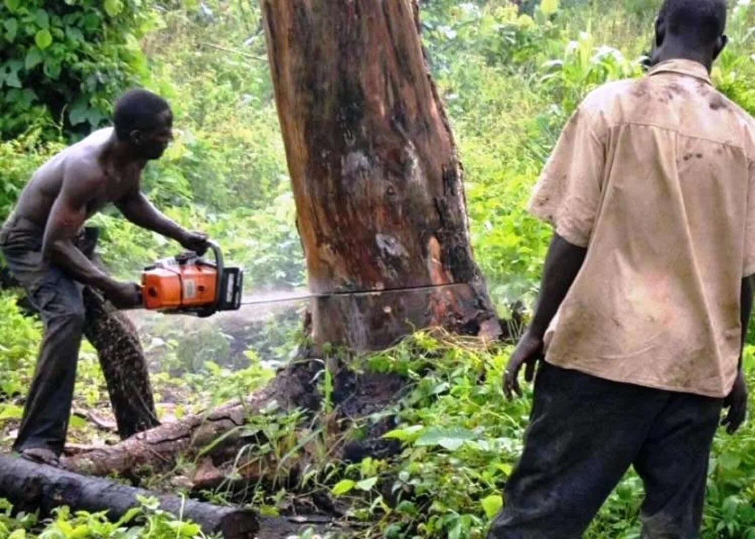 Cut down forest. Вырубка тропических лесов в Африке. Обезлесение тропических лесов Африки. Спасение тропических лесов. Исчезновение тропических лесов.