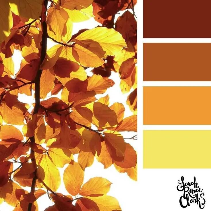 Палитра лист. Цветовая гамма осень. Осенняя цветовая палитра. Палитра осени. Осенние сочетания цветов.