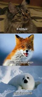 Пошли в оби