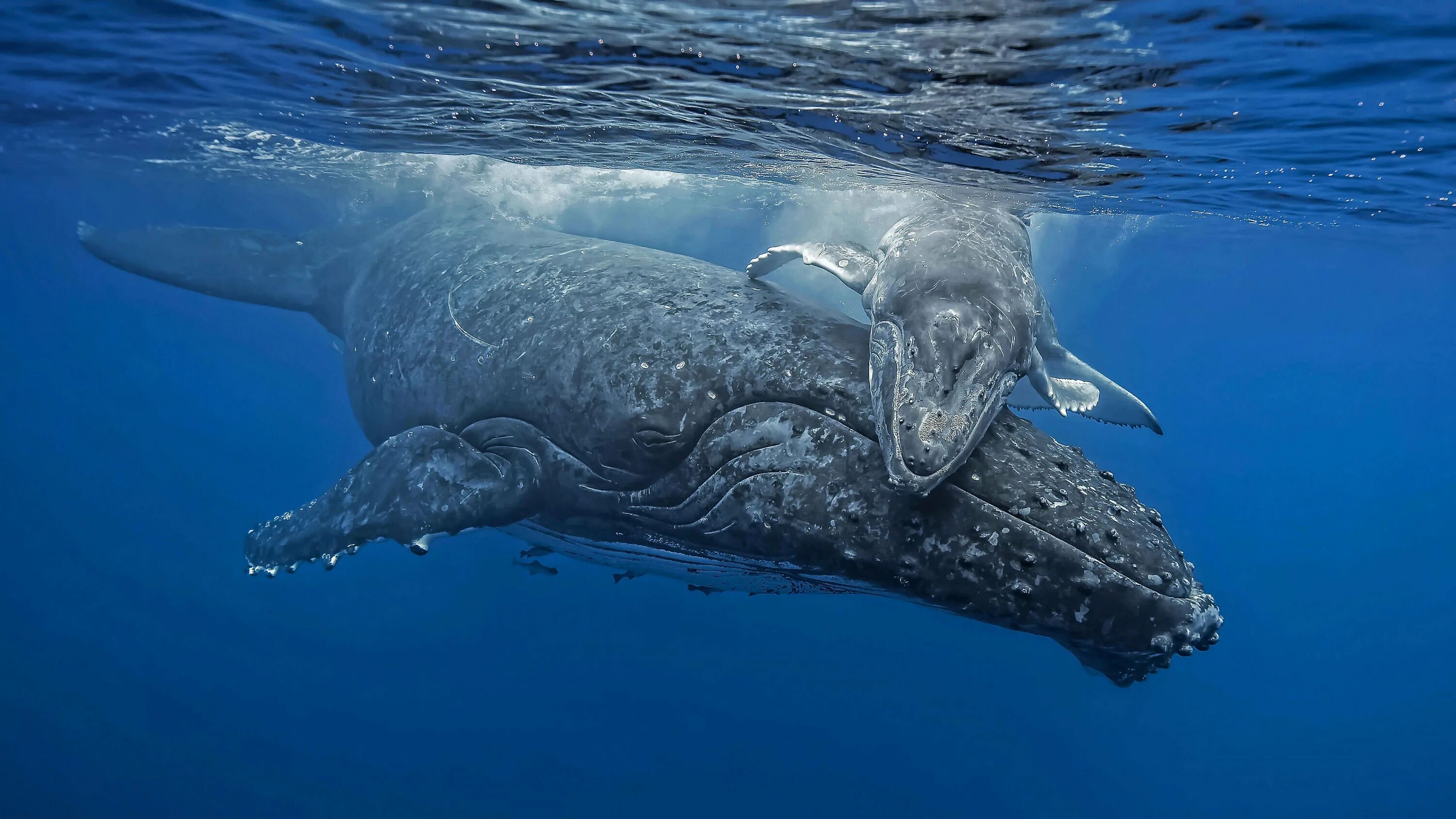 Крупное млекопитающее в мире. Китообразные горбатый кит. Синий горбатый кит. Горбатый кит Атлантического океана. Кит Горбач в тихом океане.