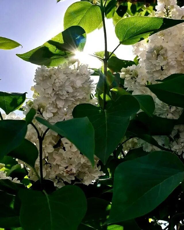 аромат сирени. одинокая ветка сирени текст. одинокая ветка сирени слова. плыл над городом запах сирени. одинокая ветка сирени слова.