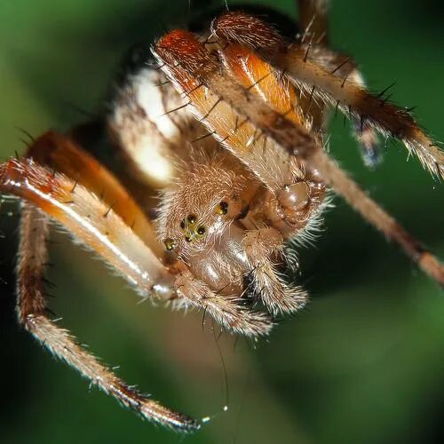 British garden spider waiting in it's web. Garden spider, British garden, Spider