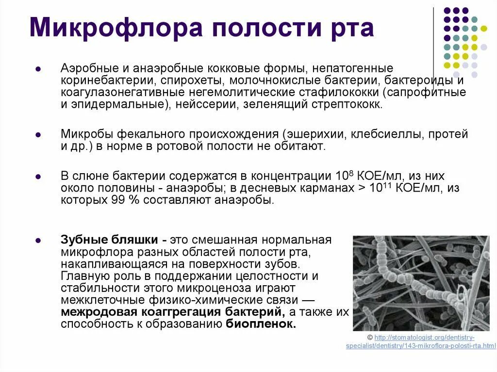 Обезвреживание бактерий слюной. Облигатная микрофлора полости рта. Микробиота полости рта содержит. Микрофлора полостиь Сырта. Микроорганизмы нормальной микрофлоры полости рта.