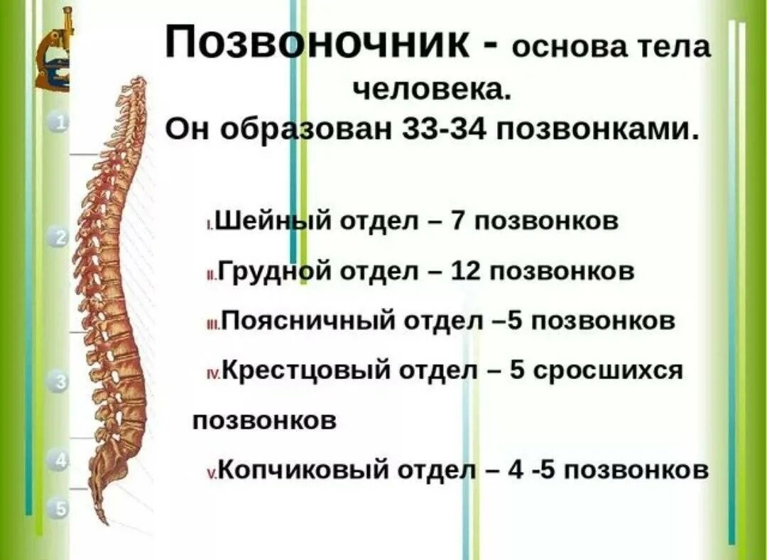 Сросшиеся отделы позвоночника. Отделы позвоночника и количество позвонков. Количество позвонков в поясничном отделе позвоночника. Количество позвонков в отделах позвоночника человека. Сколько позвонков у человека в позвоночнике.