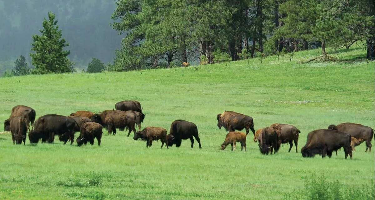 Буффальские бизоны. Бизон горный Алтай. Бой бизонов в дикой природе. Бизоны на Алтае.