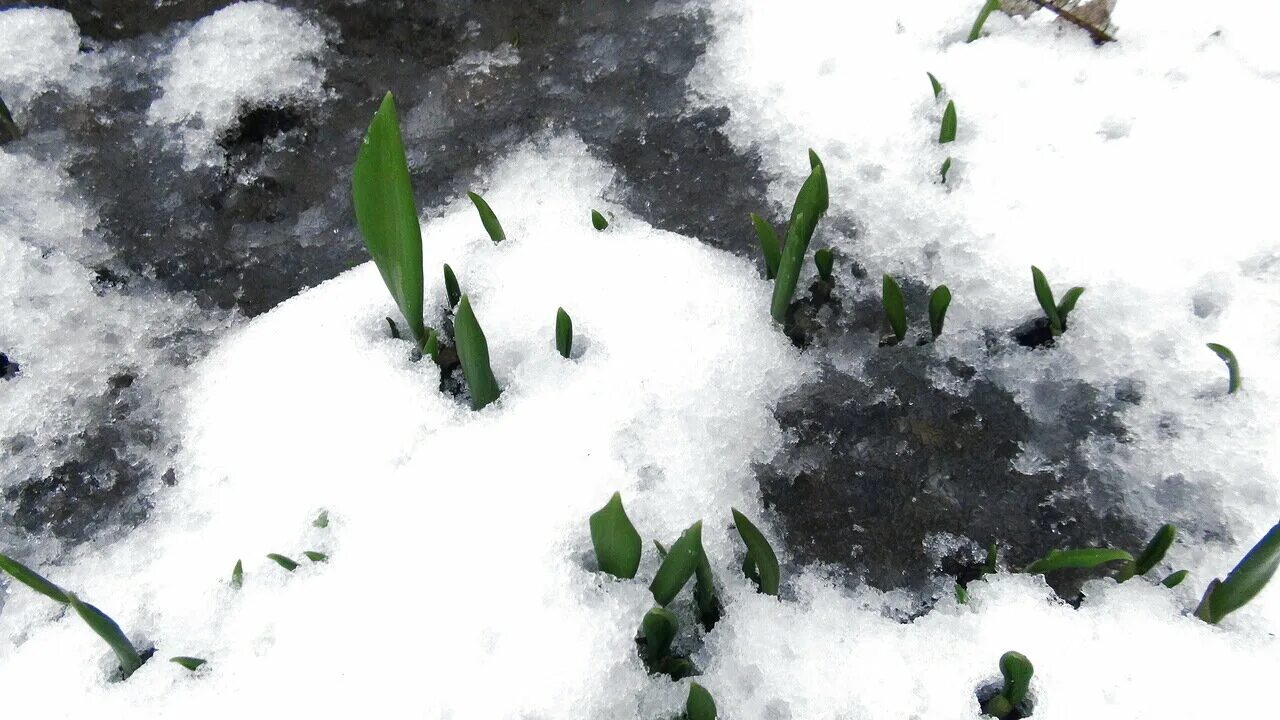 Торчавшие из под снега. Цветы из под снега. ландыши в снегу.