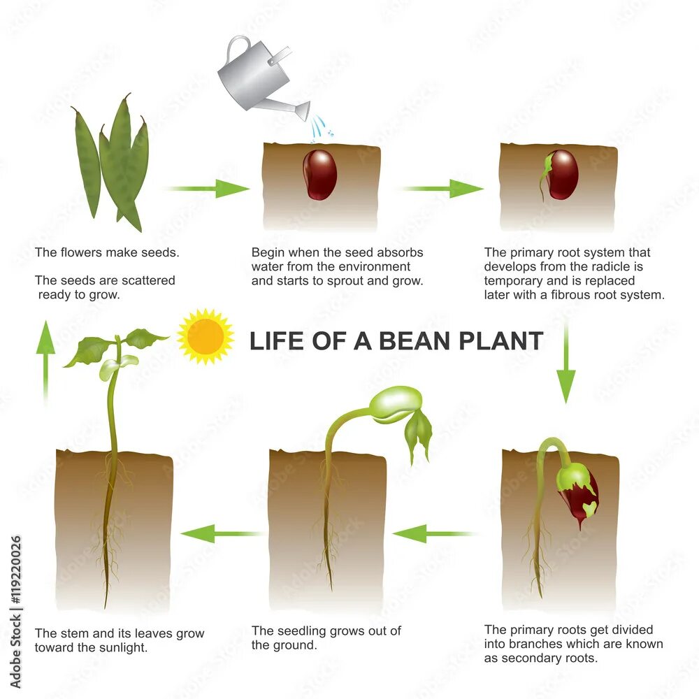 Begin to grow. Seed germination. seed germination conditions. seedling grows into.